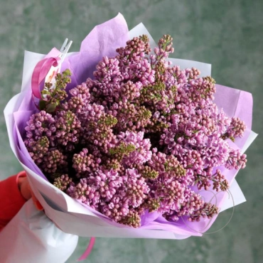 Сирень Голландская в ассортименте