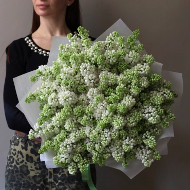 Сирень Голландская в ассортименте