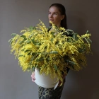 49 соцветий мимозы