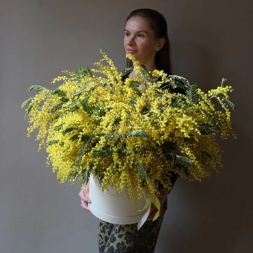 Коробка с мимозами на выбор