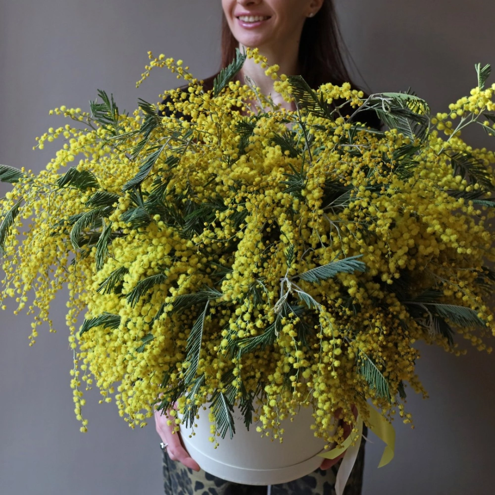 49 веток мимозы