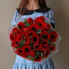 29 анемонов